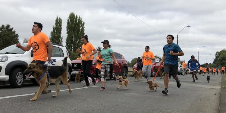 Ya están abiertas inscripciones para corrida canina “Guau Run 2023” en Osorno