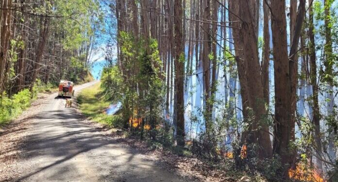 San Juan de la Costa: Declaran Alerta Roja por incendio forestal en Purrehuin Alto