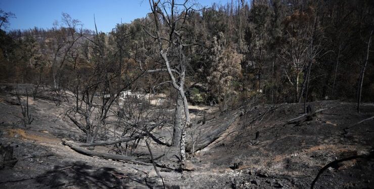 Murió segundo trabajador de Jardín Botánico por graves quemaduras sufridas en el incendio de febrero