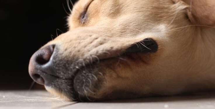 «Verdaderamente revolucionaria»: así es la nueva vacuna contra el cáncer para perros