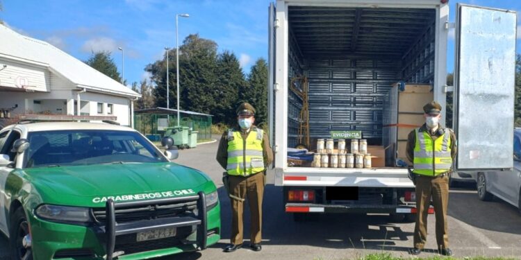 Carabineros y Sernapesca decomisan 114 kilos de locos en ruta 5 sur cerca de Río Negro