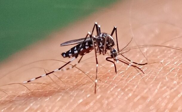«Se trata de un caso importado»: Autoridades confirman nuevo caso de dengue en el país