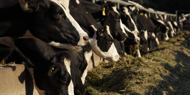 Más de 10 mil productores de la región de Los Lagos declararon sus animales en el SAG