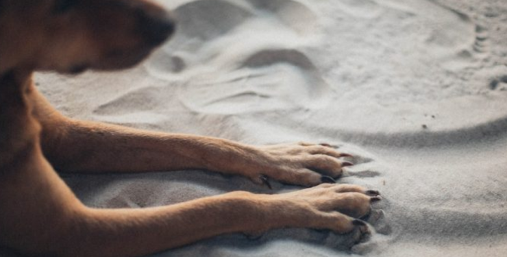 Detienen a sujeto que mató a perro lanzándolo desde un piso 12 en Santiago