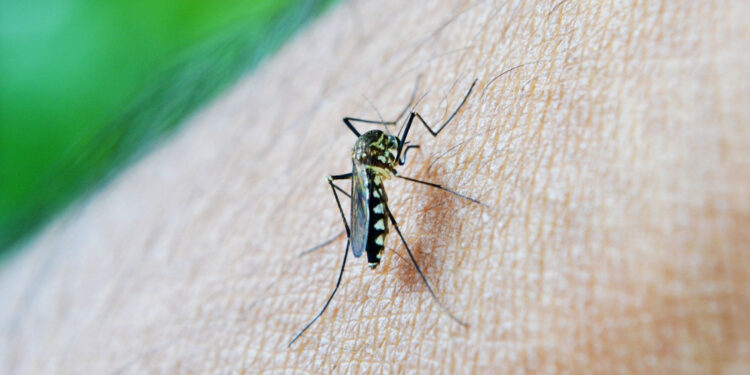 Detectan la presencia del mosquito que transmite el dengue en Los Andes