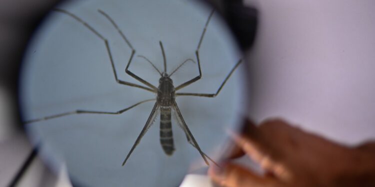 Minsal detectó otros dos casos importados de dengue en San Antonio
