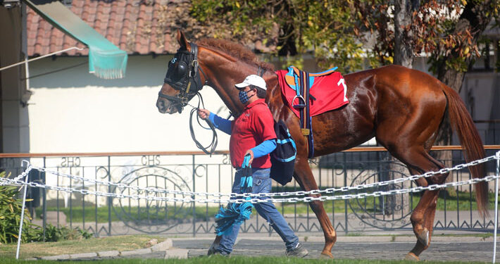 SAG informa brote de anemia infecciosa equina en 16 caballos del Club Hípico: fueron sacrificados