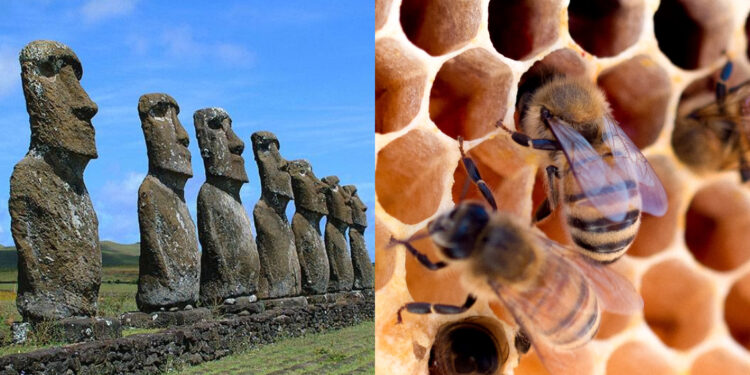 Rapa Nui se convirtió en el primer área mundial libre de enfermedades apícolas