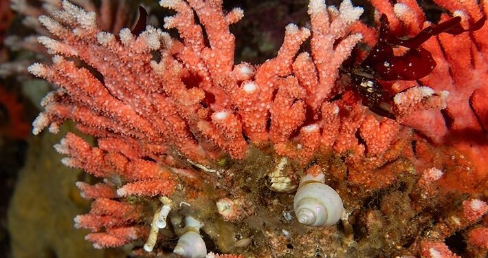 Descubren en Chile hidrocoral rojo más austral y en aguas más superficiales del mundo