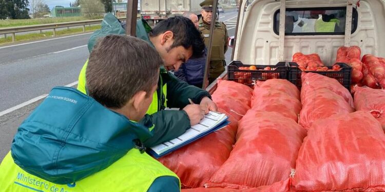 San Pablo: SAG retiene 700 kilos de papas en ruta 5 sur sin acreditación de procedencia