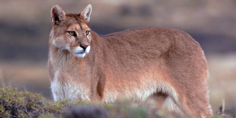 SAG llama a conducir con cuidado tras atropello fatal de puma en la región de Los Lagos