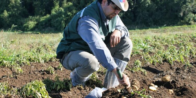 SAG Los Lagos recuerda a agricultores/as que se acerca plazo para registrar el cultivo de papa