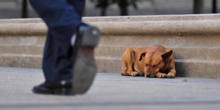 Detienen a hombre acusado de mutilar con un machete a un perro en Talagante