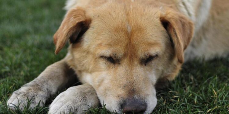 Impacto en Puerto Montt por casos de maltrato animal: Denuncian «faenamiento» de mascotas perdidas