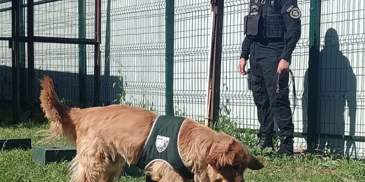 Perro descubrió droga tras jornada de visita en cárcel de Osorno