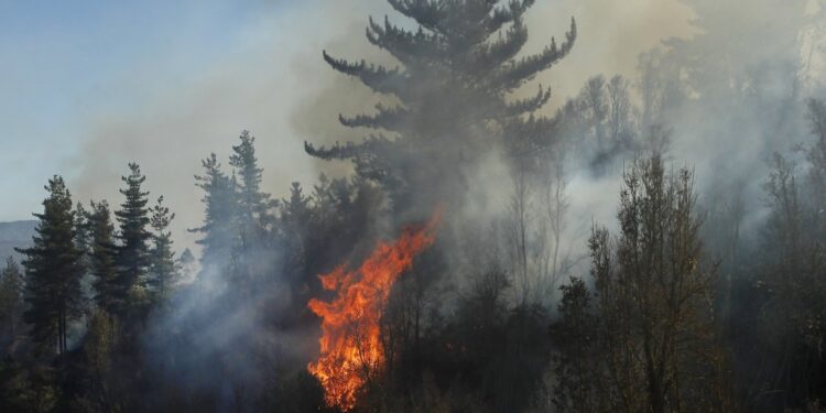 Balance Senapred: Hay 32 incendios forestales extinguidos y 12 en combate