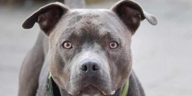 Bebé de 15 meses murió tras ser atacada por pitbull en Talca
