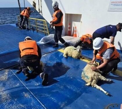 Embarcación con 120 corderos termina semihundida en región de Los Lagos