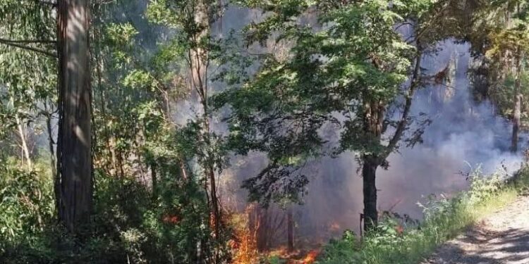 Incendio forestal en plantación de eucaliptos se registró en sector Carrico