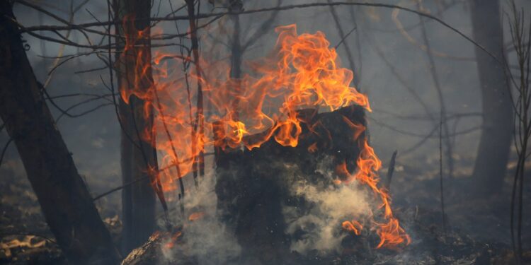 Gobierno avanza en proyecto para crear registro nacional de pirómanos