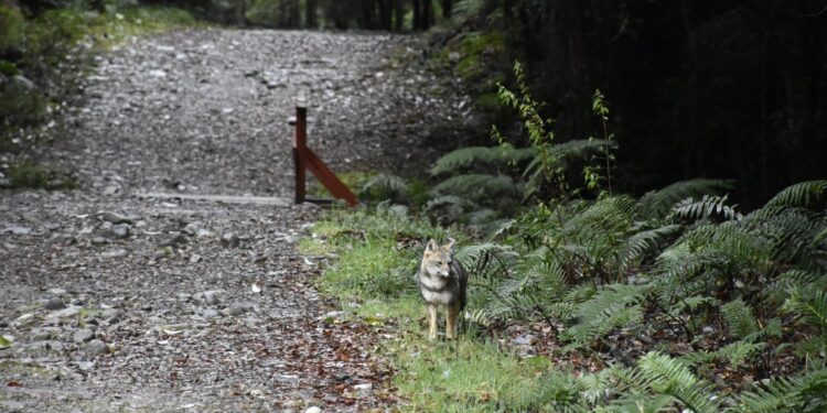 Conaf rebaja tarifa a jóvenes en todos los parques nacionales de Chile