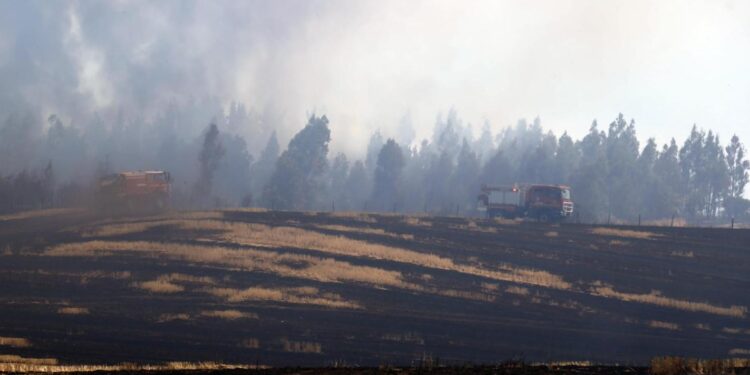 Conaf combate 11 incendios forestales activos: Hay más de 20 mil hectáreas arrasadas en el país