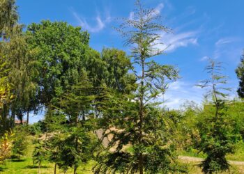 Festival Leche y Carne: Agrupación ambientalista solicitó seguridad en plantación de árboles nativos