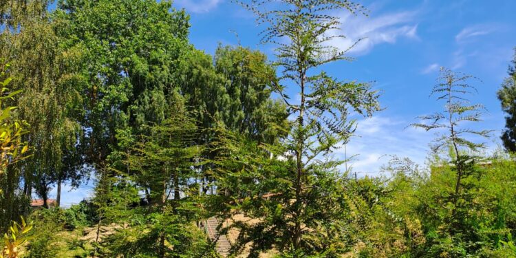Festival Leche y Carne: Agrupación ambientalista solicitó seguridad en plantación de árboles nativos