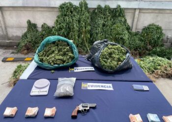 Detienen a cinco personas por tráfico de drogas: plantaron cannabis sativa en San Juan de la Costa
