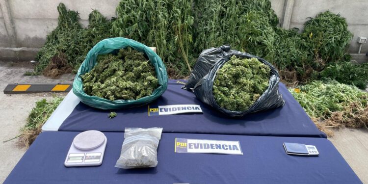 Detienen a cinco personas por tráfico de drogas: plantaron cannabis sativa en San Juan de la Costa