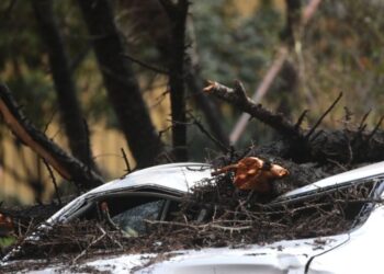 Una mujer murió al caerle un árbol a causa de temporal en Puerto Montt