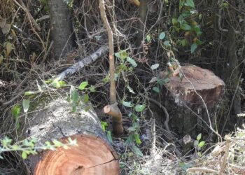 Detienen a sujeto sorprendido talando y cortando árboles en San Juan de la Costa