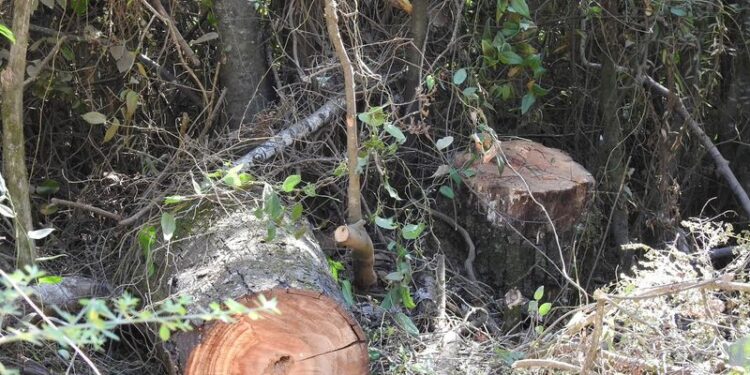 Detienen a sujeto sorprendido talando y cortando árboles en San Juan de la Costa