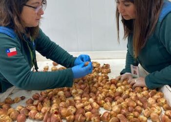 Puyehue: SAG Los Lagos certifica primera exportación de bulbos de tulipanes para mercado de Perú