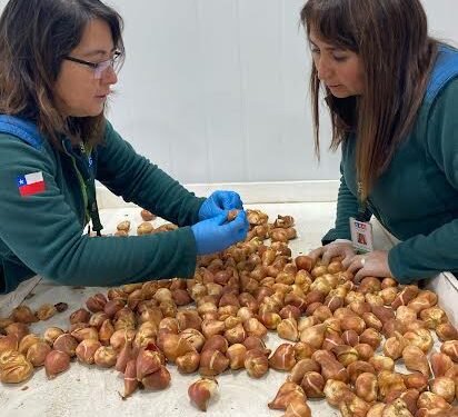 Puyehue: SAG Los Lagos certifica primera exportación de bulbos de tulipanes para mercado de Perú