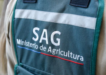 Inusual avistamiento de zorro se registró en centro de Osorno: SAG inspeccionó el lugar