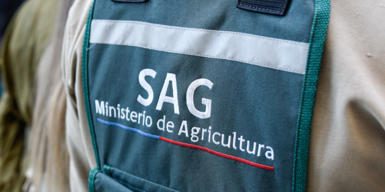 Inusual avistamiento de zorro se registró en centro de Osorno: SAG inspeccionó el lugar