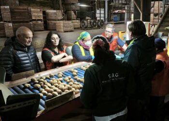 Arranca período de venta de semilla de papa certificada por el SAG
