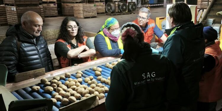 Arranca período de venta de semilla de papa certificada por el SAG