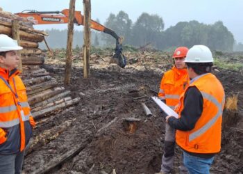 DT fiscalizará empresas forestales en Osorno para mejorar condiciones de seguridad de sus trabajadores