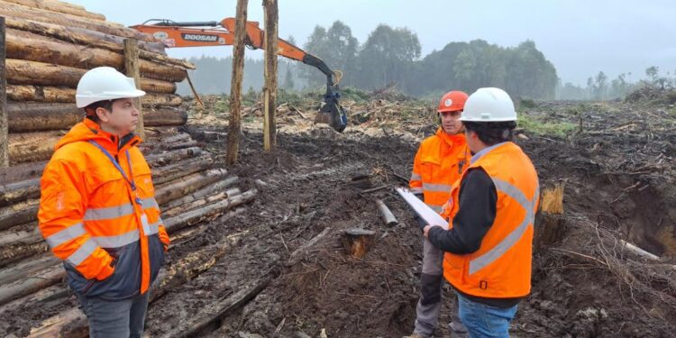 DT fiscalizará empresas forestales en Osorno para mejorar condiciones de seguridad de sus trabajadores