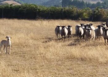 San Juan de la Costa promueve proteger ganado ovino con perros mestizos criados con ovejas