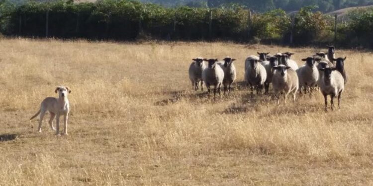San Juan de la Costa promueve proteger ganado ovino con perros mestizos criados con ovejas