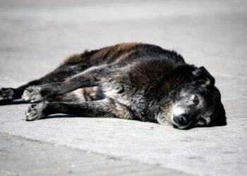 Puerto Montt en alerta por ola de faenamiento de perros: Algunos eran marcados antes de ser asesinados