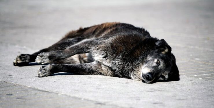 Puerto Montt en alerta por ola de faenamiento de perros: Algunos eran marcados antes de ser asesinados
