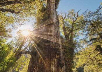 Árbol más antiguo del mundo que está en Chile corre peligro: buscan cortarlo para construir una carretera