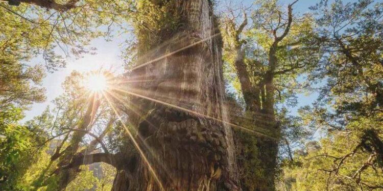 Árbol más antiguo del mundo que está en Chile corre peligro: buscan cortarlo para construir una carretera