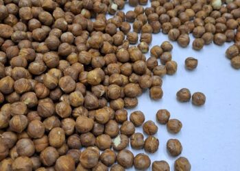 Provincia de Osorno: Exportaciones de avellana europea se diversifican con nuevos envíos al extranjero
