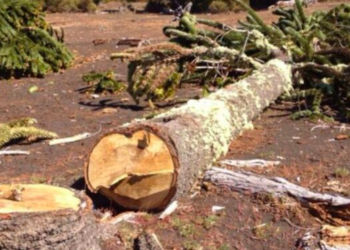 Detienen a operador de excavadora por lmuerte de trabajador aplastado por árbol en faena de Ancud