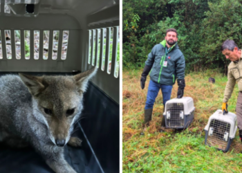 Liberan dos ejemplares de zorro chilla en Parque Nacional Puyehue tras proceso de recuperación